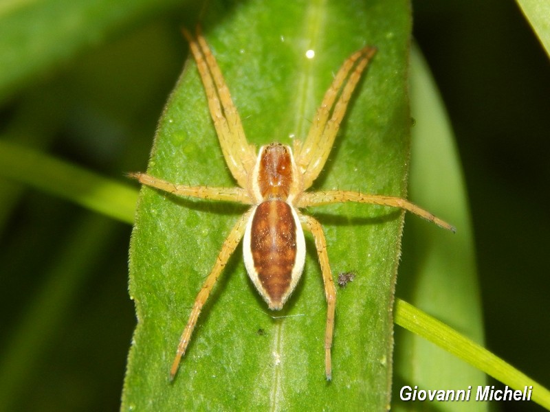 Giovane Dolomedes sp. - Milano